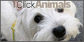 1Click Animals